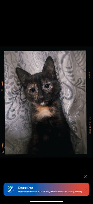 отдам в хорошие руки маленьких котят