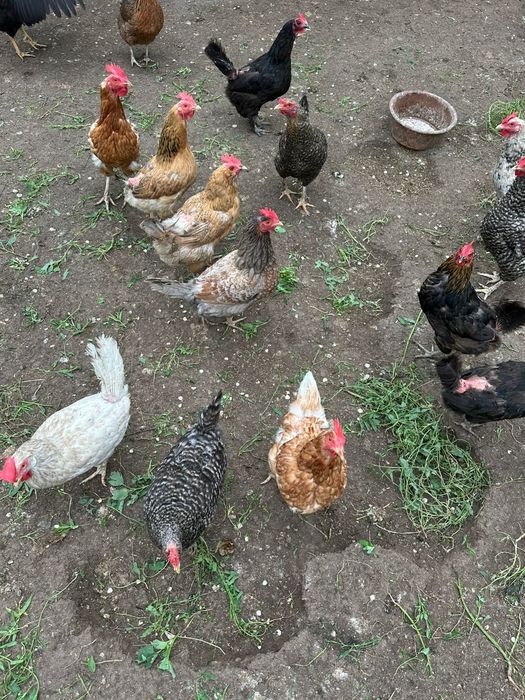 Продам домашних кур