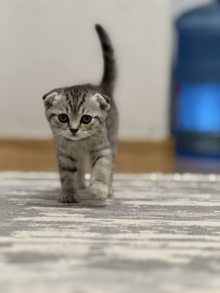 Шотланский котенок