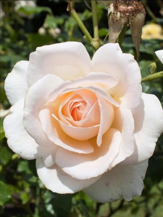 Trandafiri Tufa (Intens Parfumați).