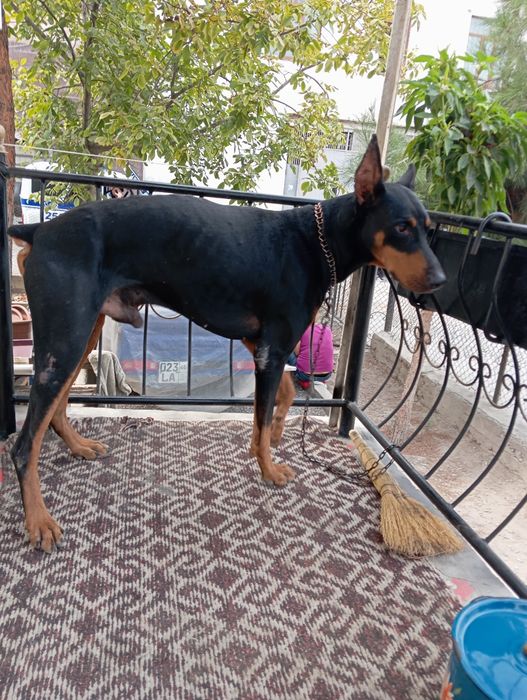 Продоеца щенок доберман