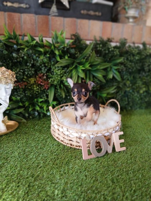 Chihuahua – 2 luni – carnet de sănătate