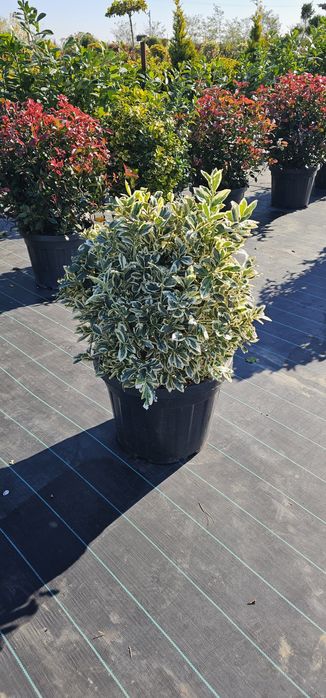 Tuia prunus  brazi verzi si argintii și alte varietăți