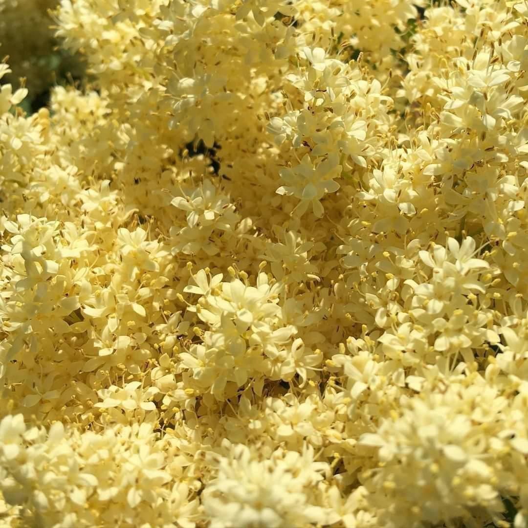 Сирень Syringa pekinensis beijing gold