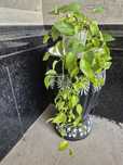 Золотой потос, Epipremnum aureum arzon narxda