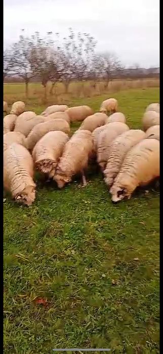 Vând oi tinere în Sighet