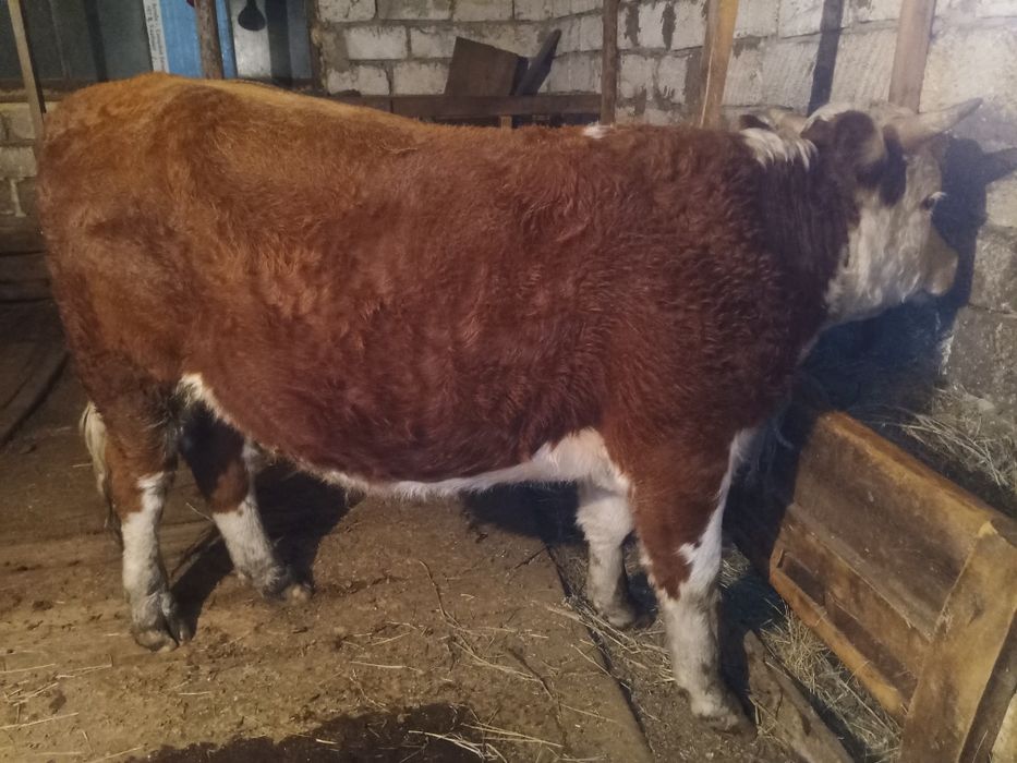 Акбас бука сатылады