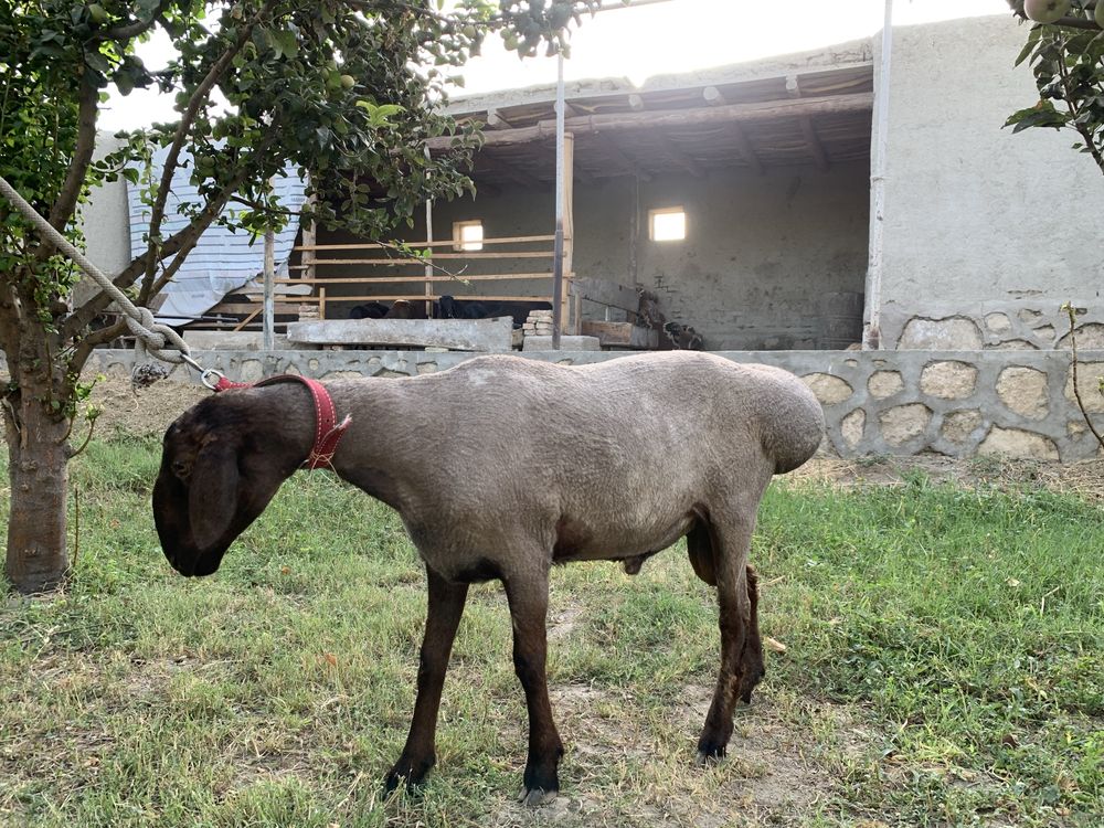 Qochqor sotiladi barra yeb ichishi zur