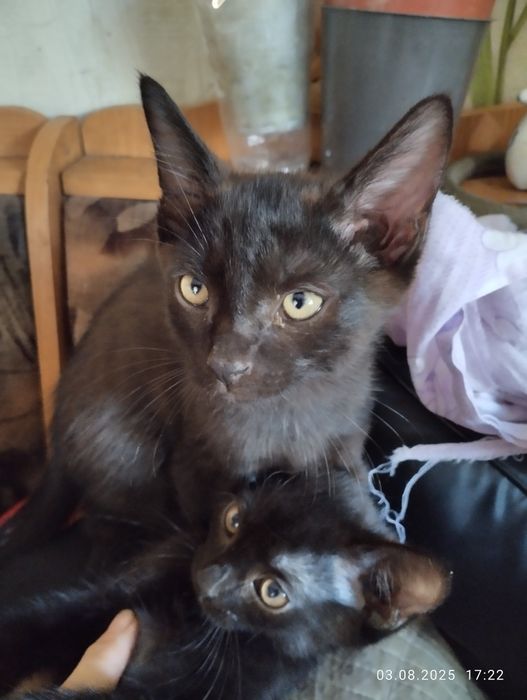 Котят в очень добрые руки