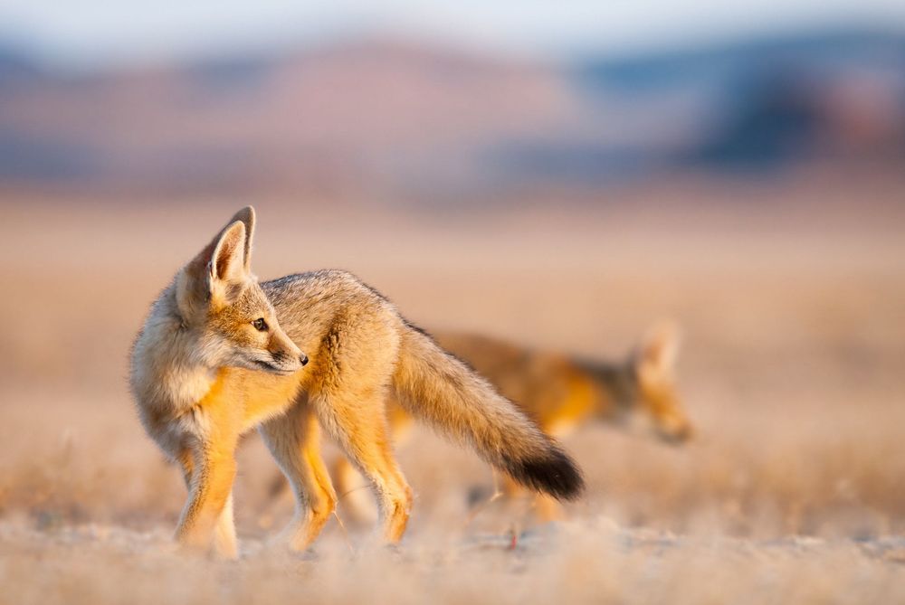 Nikon AF 80-400mm f/4.5-5.6D ED VR Nikkor обектив Никон