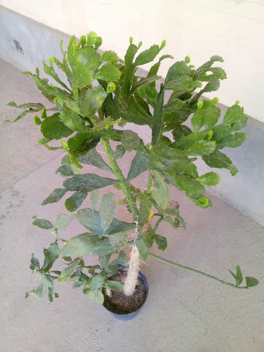 Dekorativ Kaktus (Opuntia) — Yirik, Sog‘lom, Parvarishi Oson