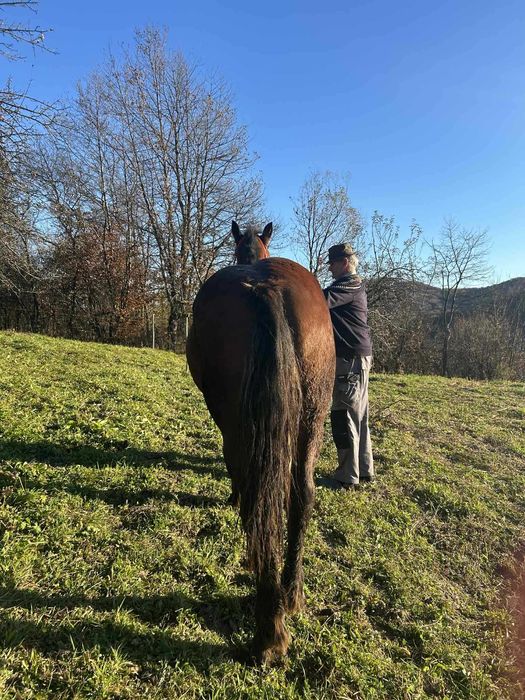 Mânză de vânzare de 2 ani în 10 mai