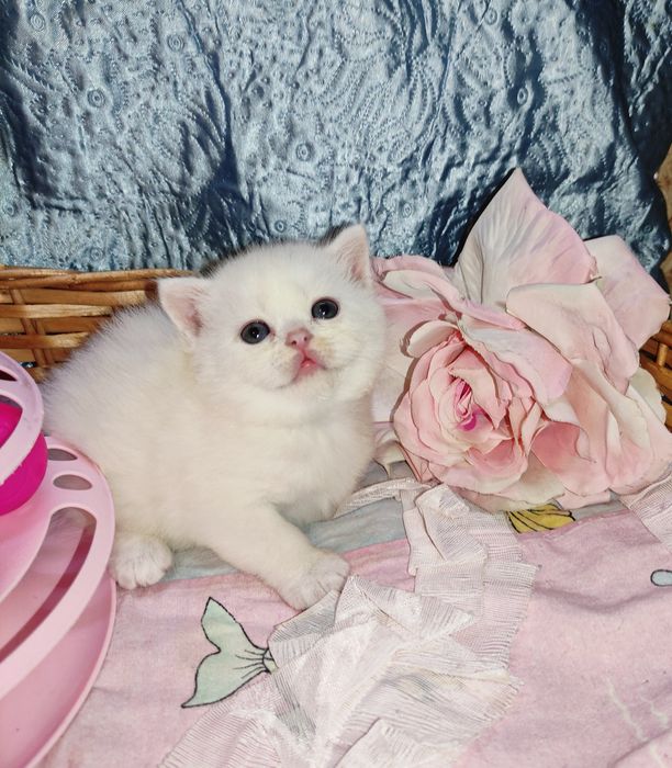 Продается шикарный белоснежный котенок девочка