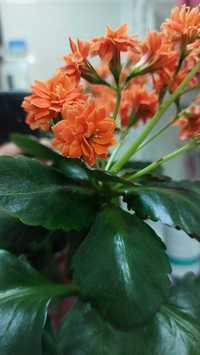 Planta de apartament: Kalanchoe imbobocita (portocalie) ~ 40 cm