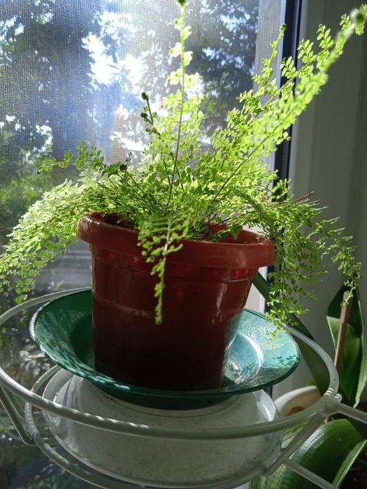 Продам папоротник