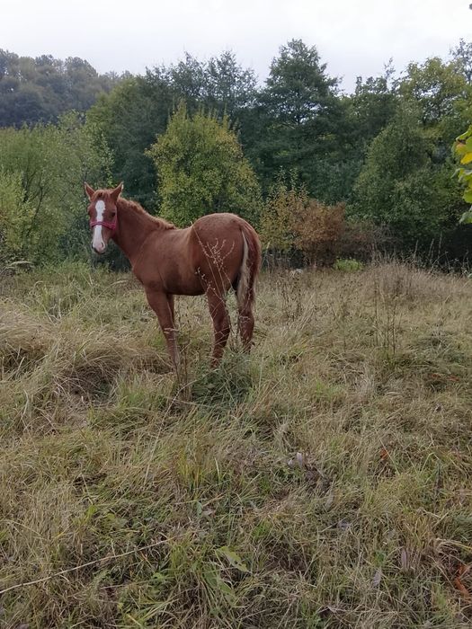 Vând mânz vârstă 6 luni !