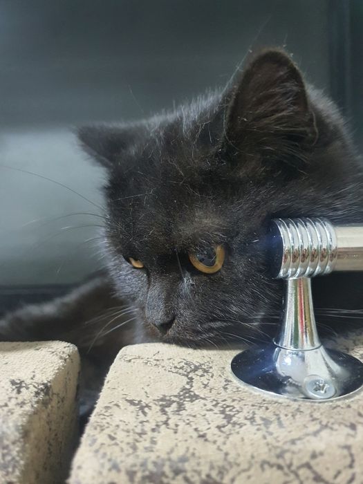 Продаётся породистый кот.