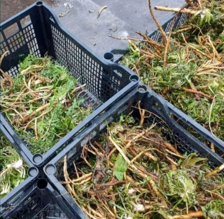 Vând Rădăcini de păpădie proaspete