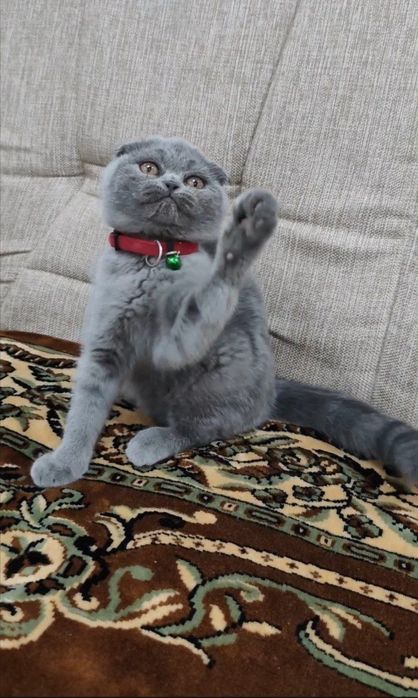 Шотланский Фолд Чистокровний