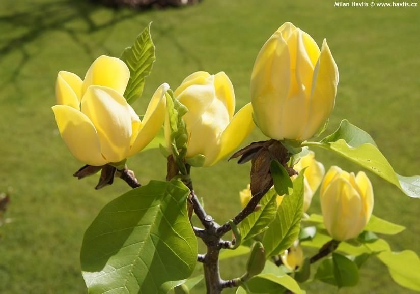 Magnolia Galbena Yellow Bird