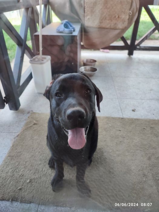 Labrador , pedigree tip A