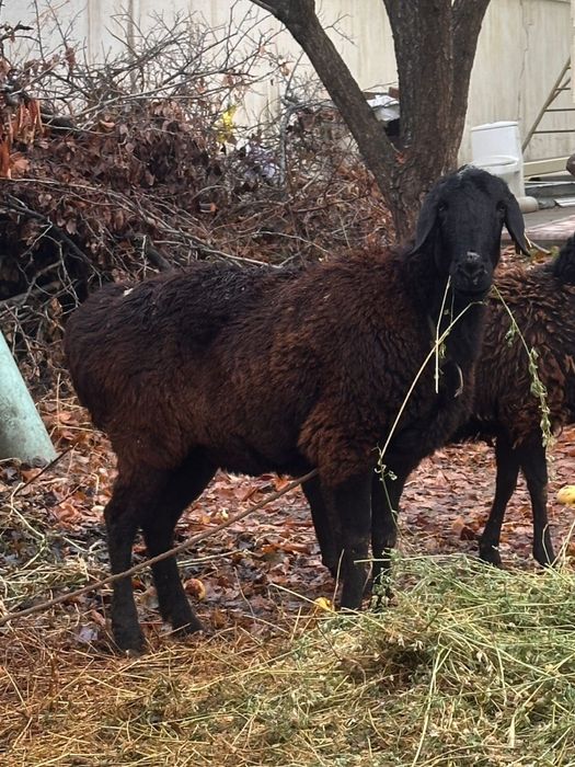 Қой сатылады Ірі қой
