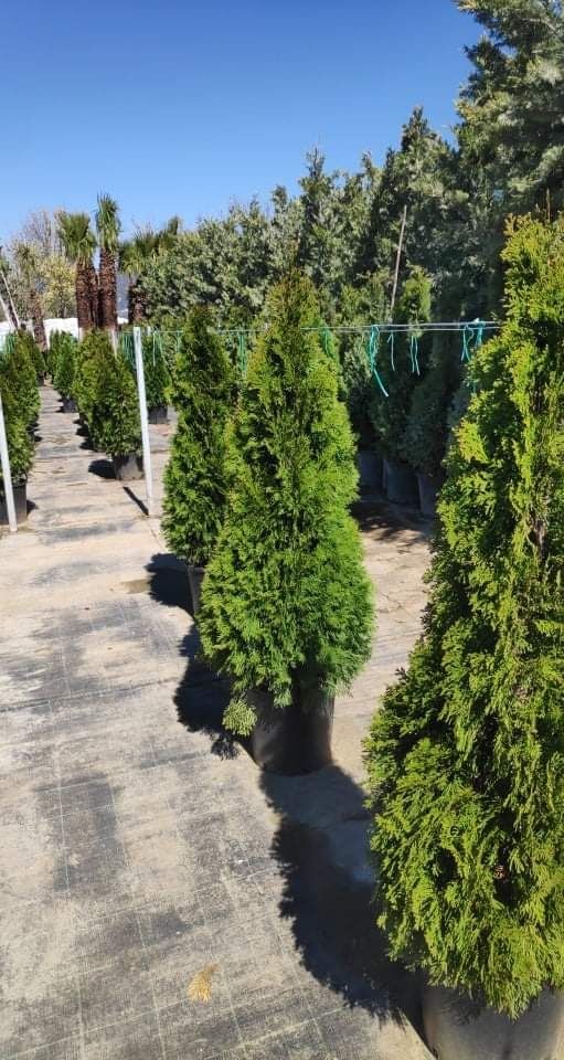 Tuia La Ghiveci  SUPER OFERTA!!!Chiparos Leylandii