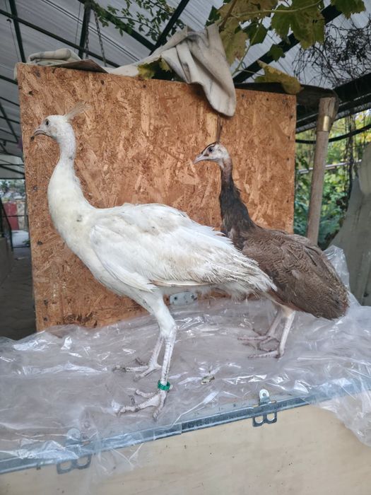 Pui de păun și Oua australorp albastru