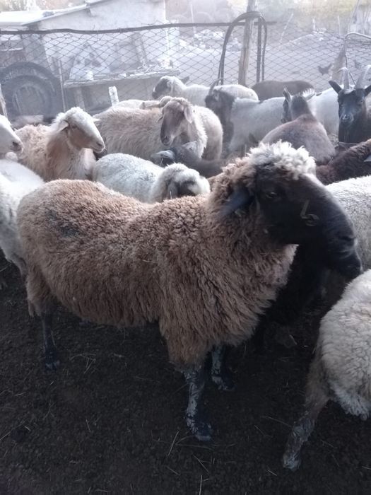 Қой ешкілер сатылады