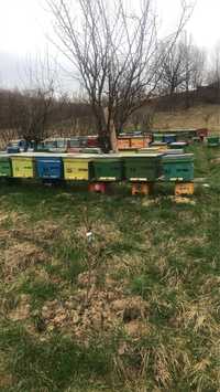 Vand familii de albine sau roiuri la comanda