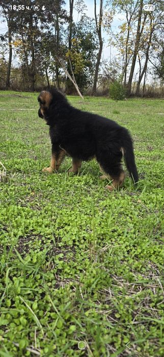 Чистокръвни немски овчарки