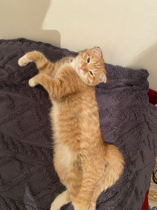 Лимми кошка 2 месячный