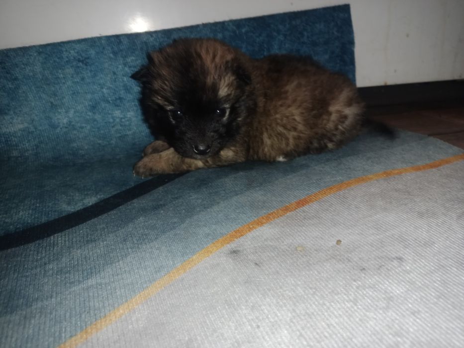 Маленькие щеночки  ищют дом !