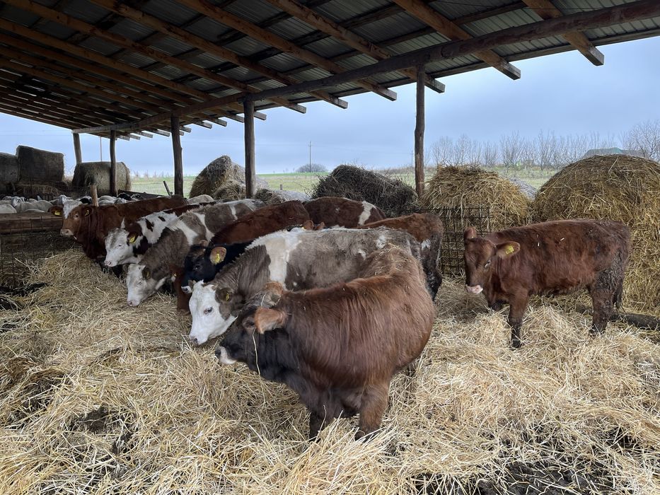 Vand un lot de vitei