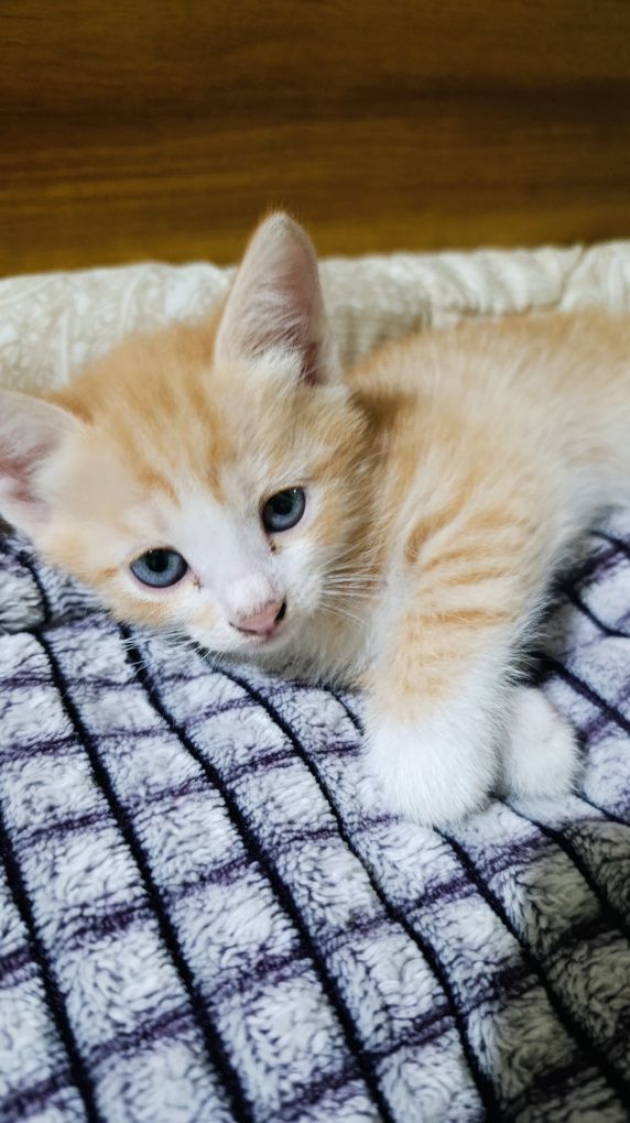 котята ищут дом ласковые