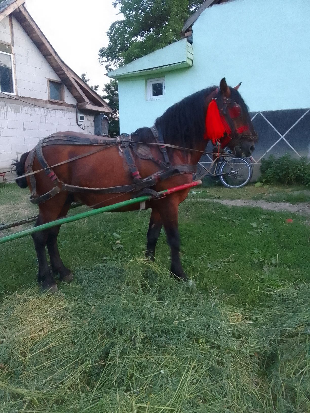 De vânzarea armăsar