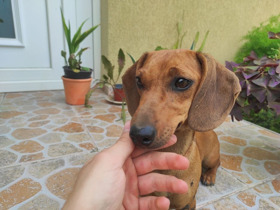 Vând Femelā Teckel