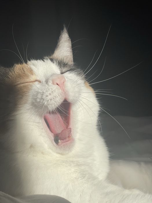 Присмотрю за вашими питомцами при вашем отъезде!