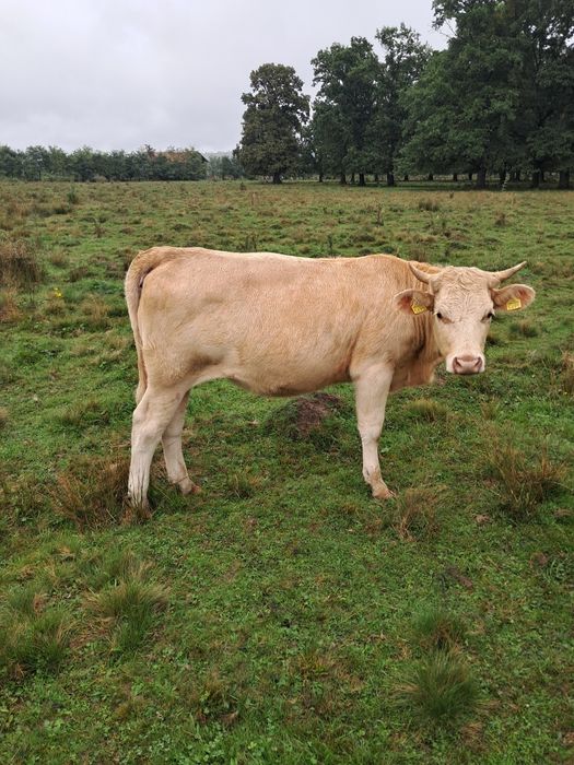 Juninca charolais