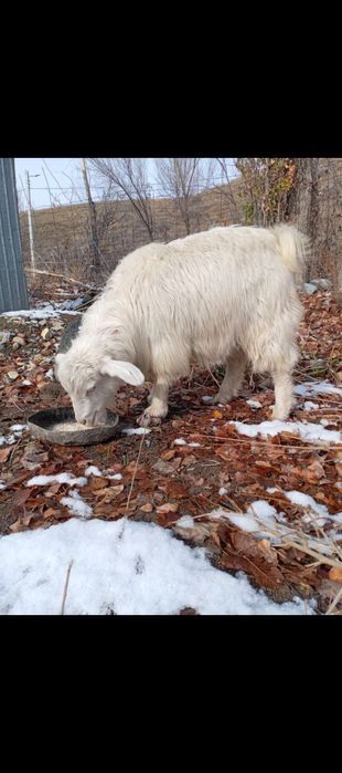 Продам молодой козлёнок в возрасте 1 год.