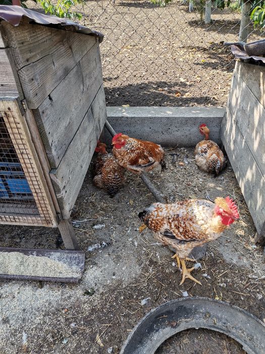 Cocoși crescuți la curte