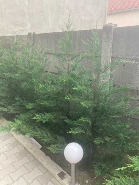 Leylandii - Timisoara - producator local