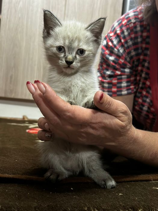 Маленький пушистик