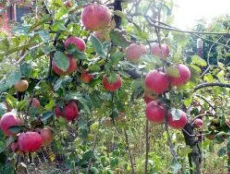 Pomi fructiferi deosebiti  Mar Aroma de Zmeura