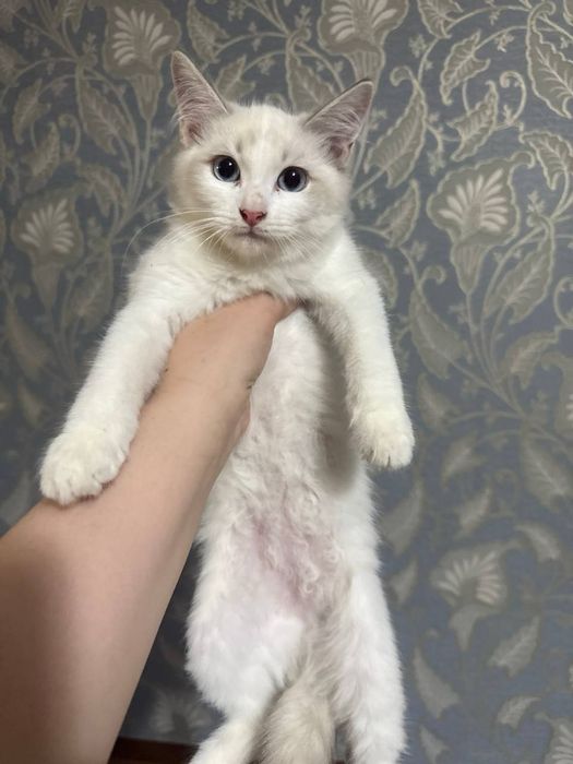 Продаются рэгдоллы