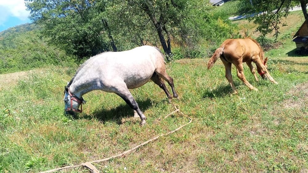 Iapă de vânzare cu mănză