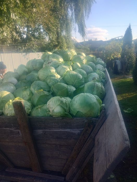 Varza  de buzau de vânzare