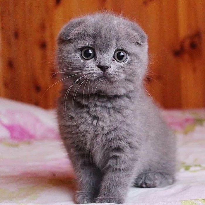 котенок породистые