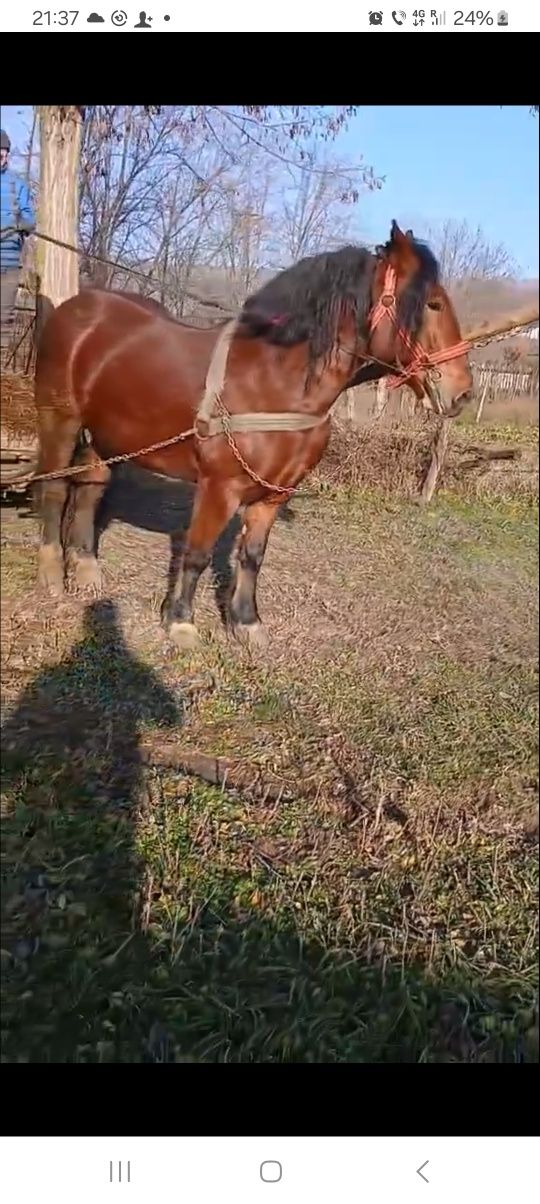 O iapa de 5 ani de vhnzare 2800 € si un castrat 2300€ care e interesat