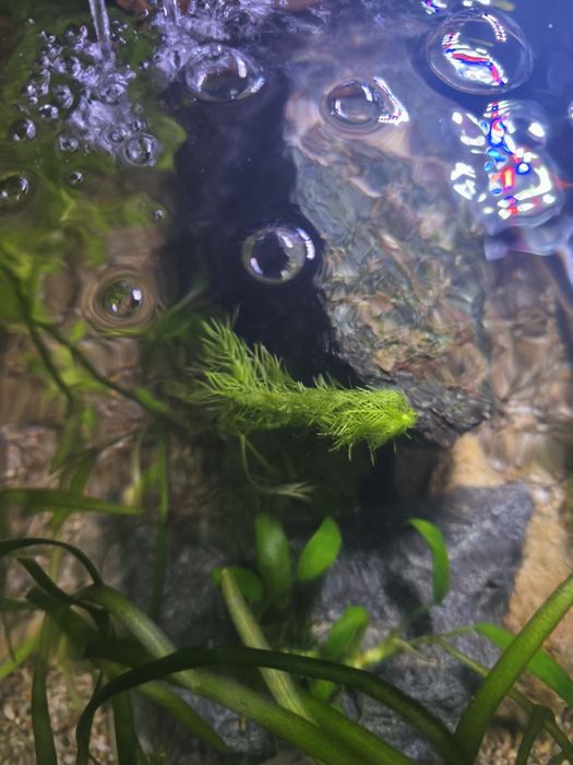 Acvariu complet 60 lirtri